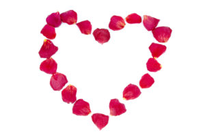 Heart frame from red rose petals over white background